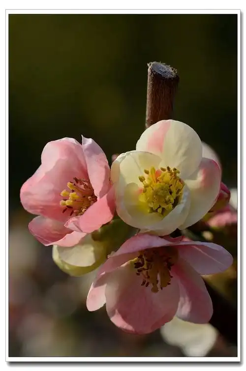 绚丽多彩海棠花