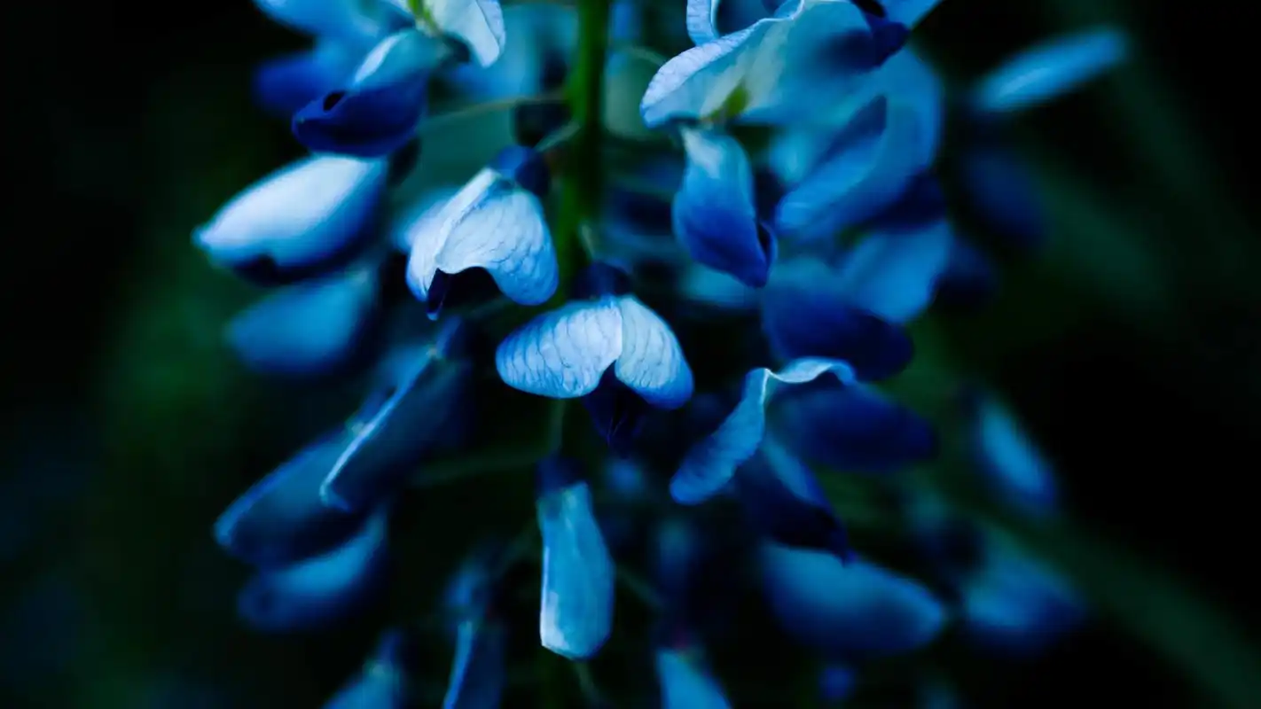 蓝色的花朵