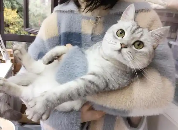为什么将猫咪抱起来,它就变老实了?有这5个原因