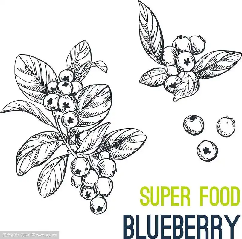 超级食物蓝莓手绘素描