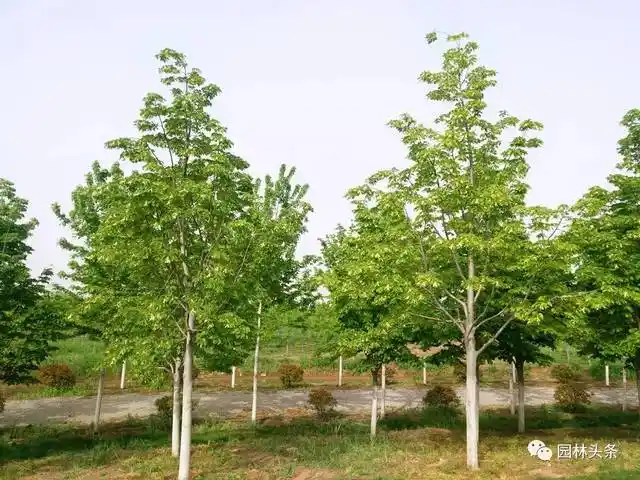 未来,这些品种才是行道树中的"杠把子"!