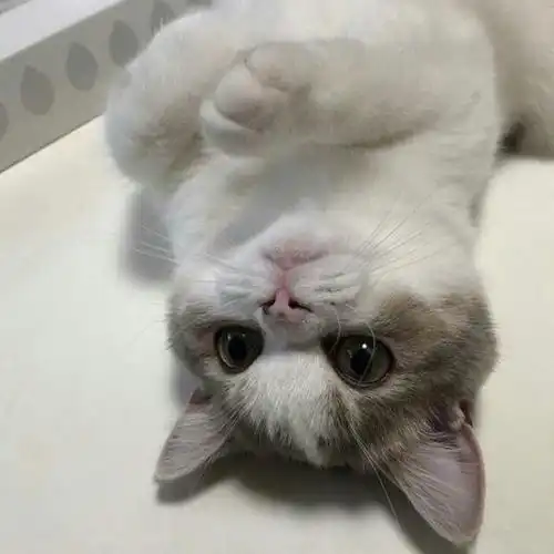 猫咪图片大全可爱萌萌哒想像个小朋友在你左右