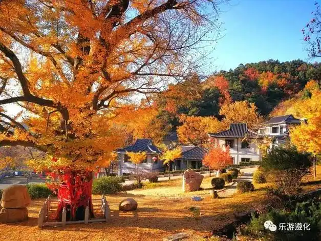 唐山旅游遵化禅林寺秋景一叶知秋意片片藏温柔