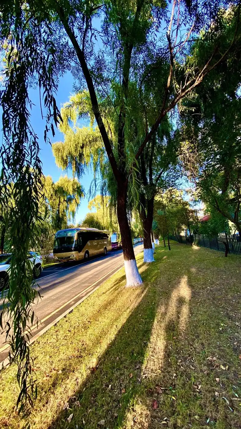 阳光斑驳树影婆娑光影阳光无语