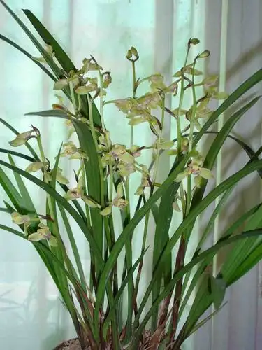 建兰篇-中国兰花交易网社区