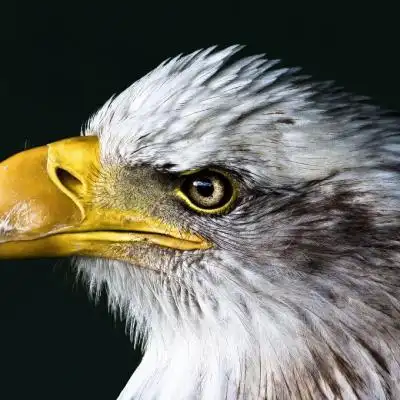 霸气的动物头像,高清动物头部特写图片