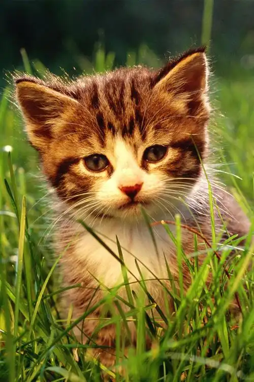 可爱卖萌猫咪高清手机壁纸