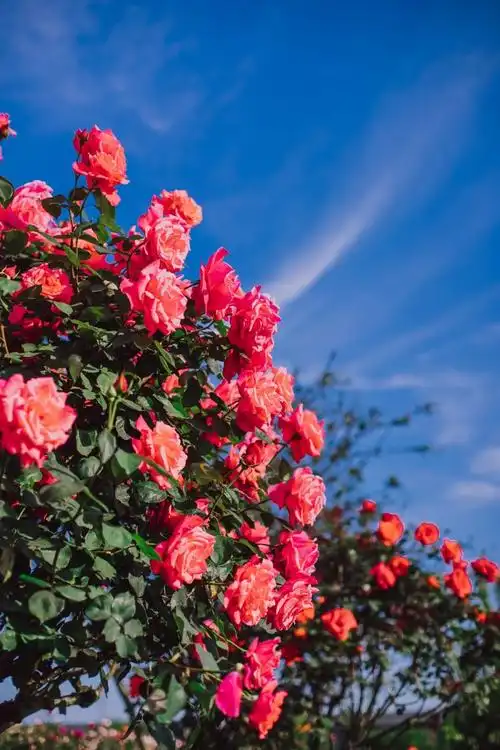 辰山护士节门票优惠活动
