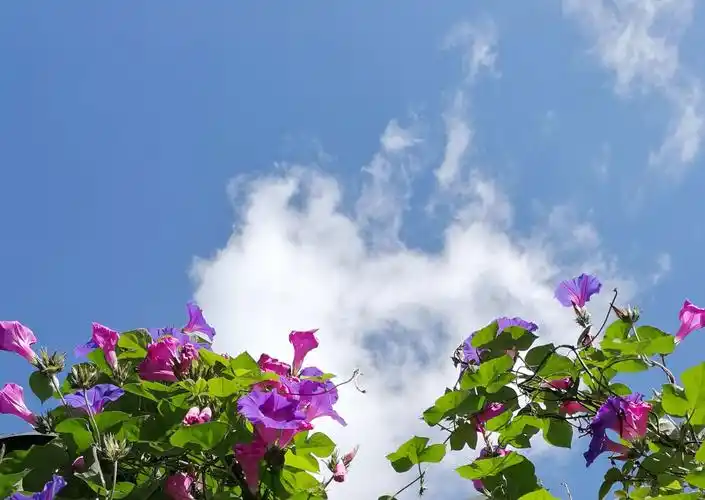 蓝天白云牵牛花!(二)