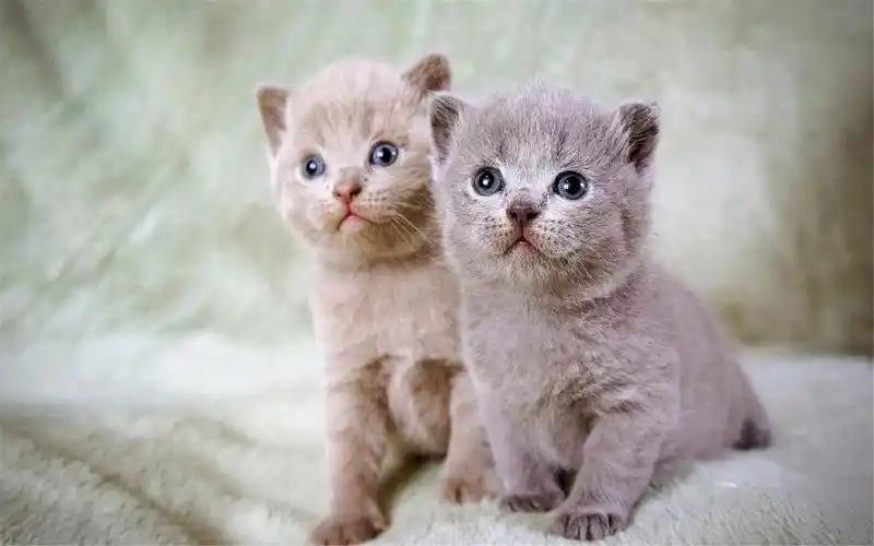 可爱动物猫咪精选高清电脑桌面壁纸图片大全第二辑