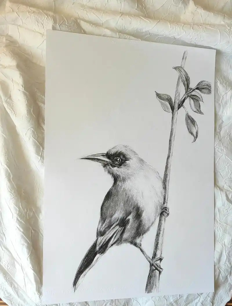 今天画的鸟儿～#素描  - 抖音
