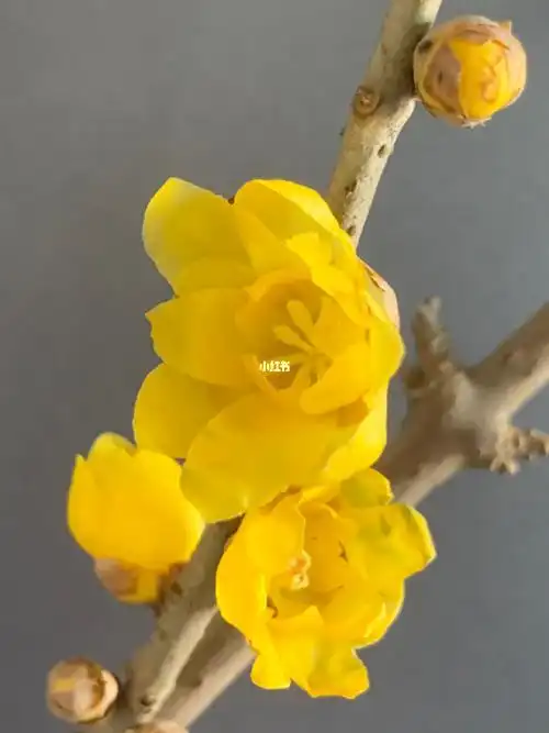 腊梅桂花饺子齐飘香