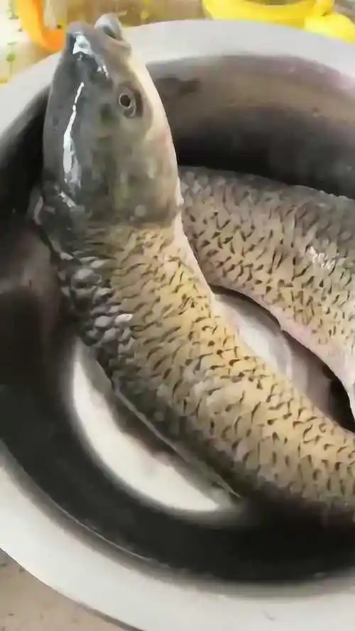 老公杀的鱼拿起那一刻把我看愣了难道学医的都是这么杀鱼么