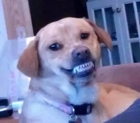 根本就是一个表情包这19只表情超爆笑的狗狗会让你笑到喷