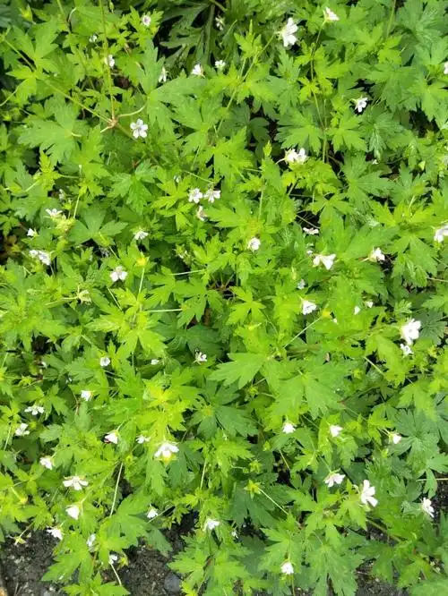 植物物种卡 草本 字号: 大 评论 推荐   种名(中):   老鹳草 学名