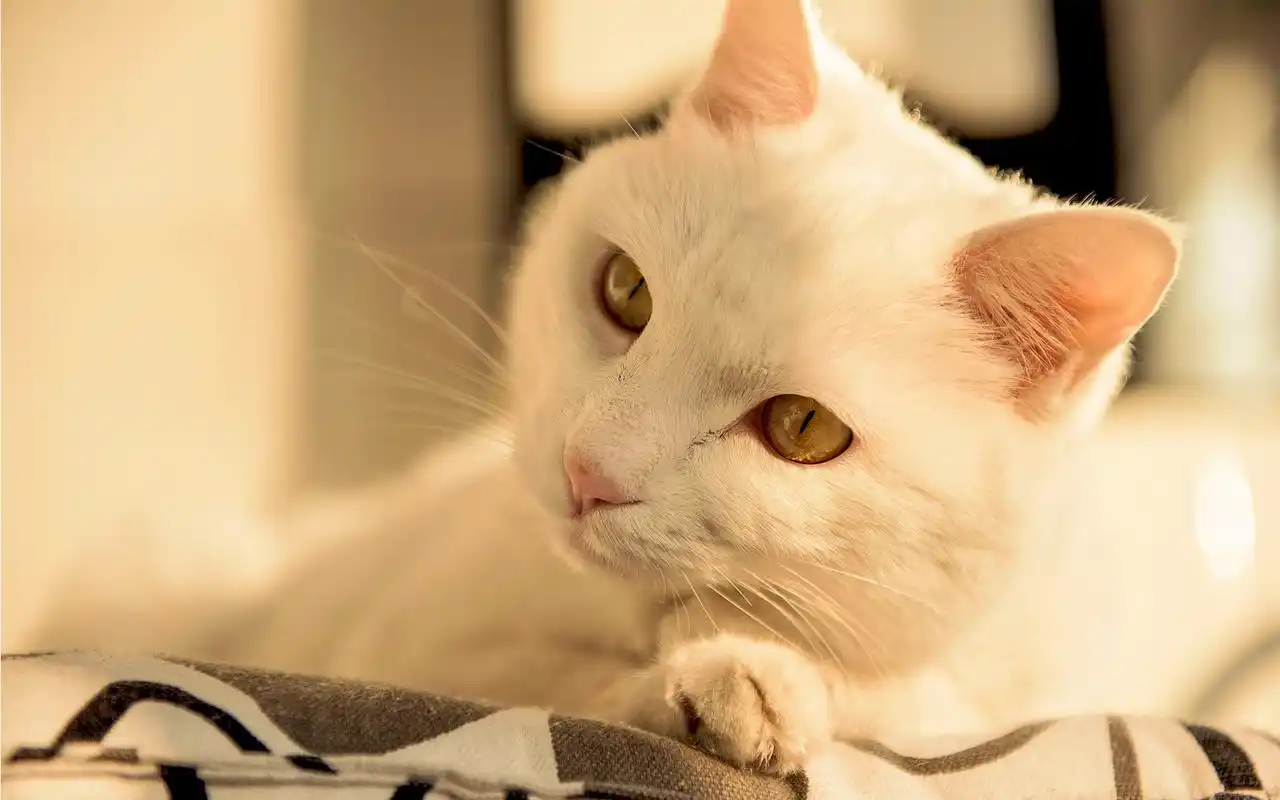 萌宠喵星人呆萌可爱高清桌面壁纸