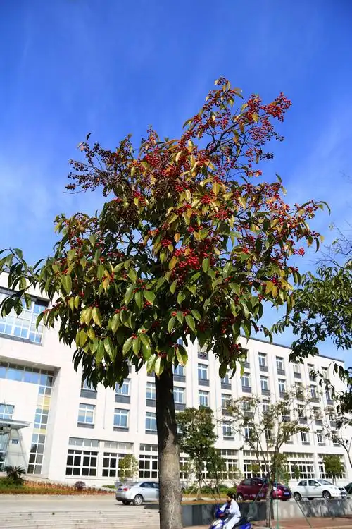 这种树是我们这边马路的一种行道树,现在正好结好好