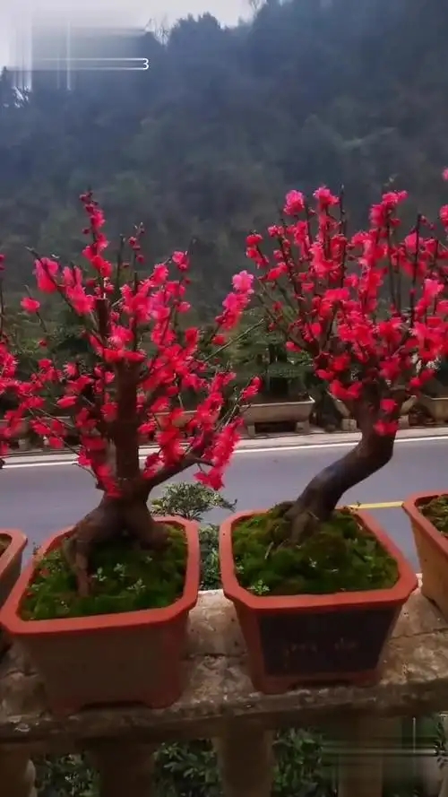 红须朱砂梅-生活视频-搜狐视频