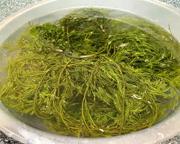 今年新货!新鲜马尾藻海藻新鲜海菜包子海草羊栖菜火锅长寿菜5斤装