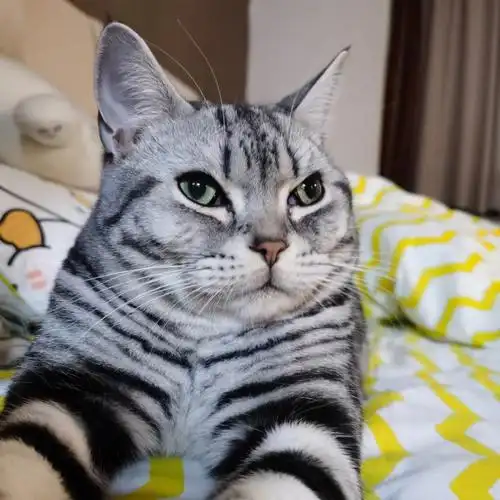 我宣布,从今天起,你就是中华大狸的小弟了[doge]#猫咪日常