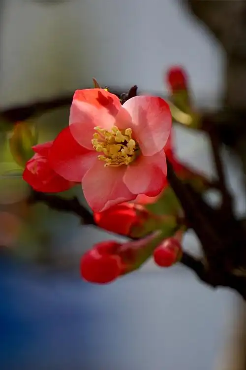 久违的太阳昨日再拍海棠花花开富贵