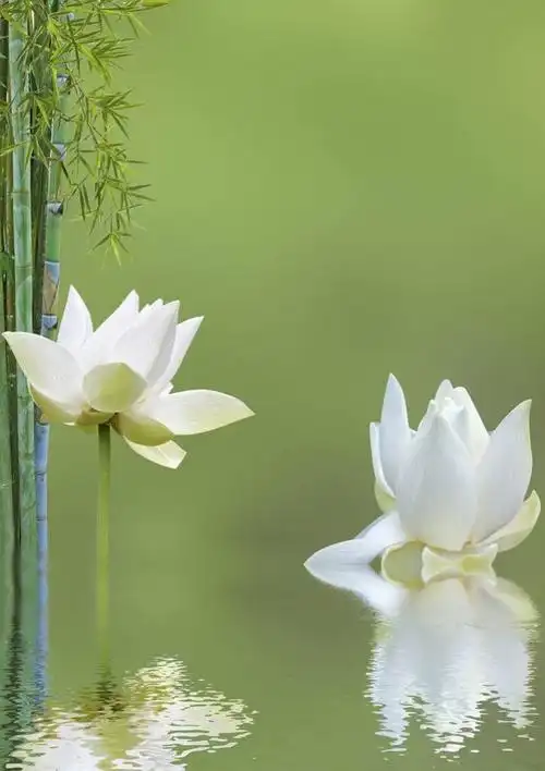 你是安然于世的一朵白莲花