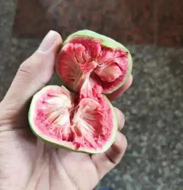 [桂木果批发]桂木果(别名:胭脂果,狗囊果)大量供应价格10.