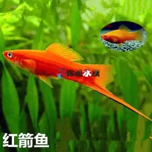 红剑鱼红白剑鱼胎生鱼小型热带鱼活体观赏鱼鱼缸调色鱼新手推荐