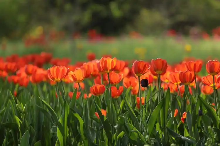 我也发一个我拍的壁纸,_联想锁屏-联想社区