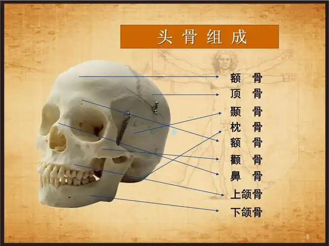 素描头像结构课件.ppt