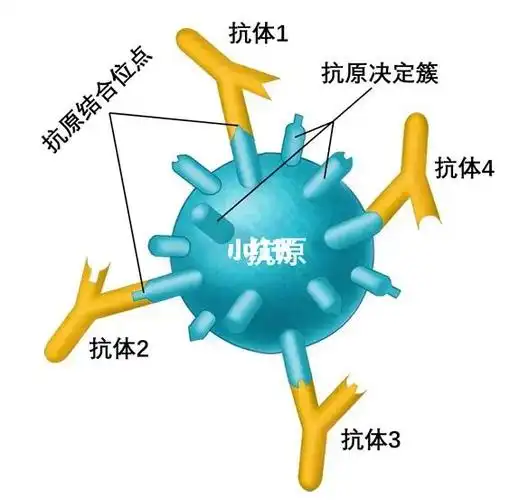 抗体:机体受抗原刺激后产生的,能与该抗原发生特异性结合的具有免疫