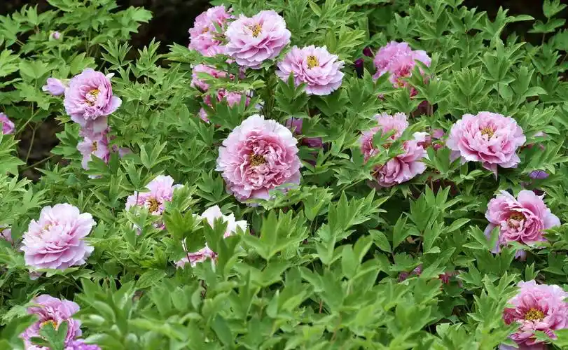 又到牡丹花开季节_人民公园_文明_花草