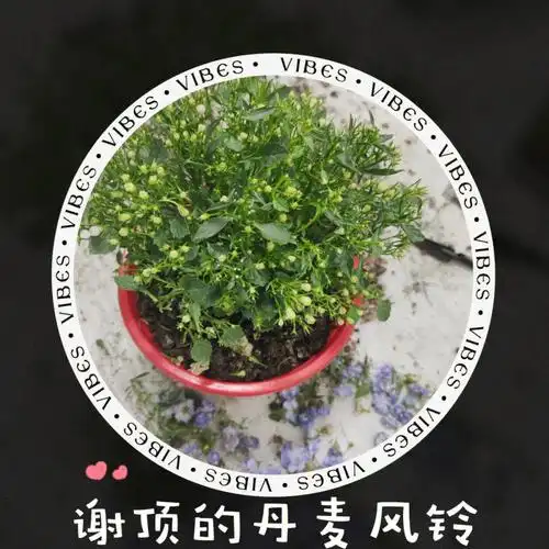 谢顶的丹麦风铃