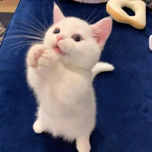 真是直戳叉哥的萌点,尤其是站立时憨憨的样子,恨不得命都给它算了.