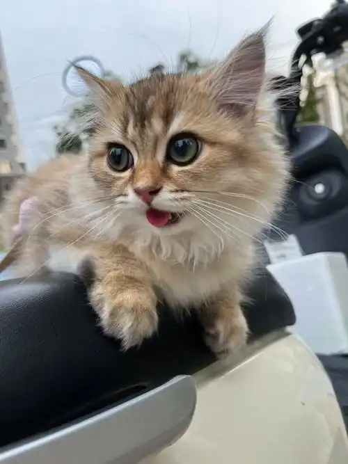 社会猫 凶起来连自己都怕 - 抖音