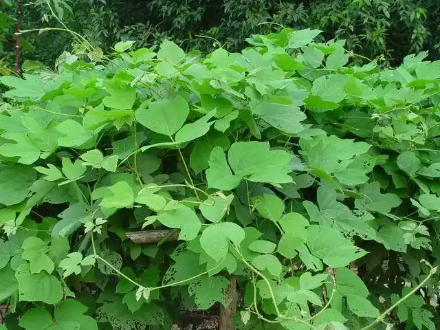 中药村葛根图片