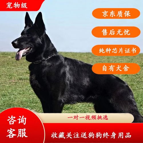 果粒之星纯种德牧黑德牧幼犬德国牧羊犬黑狼黑大狼狗黑色狼犬东德宠物