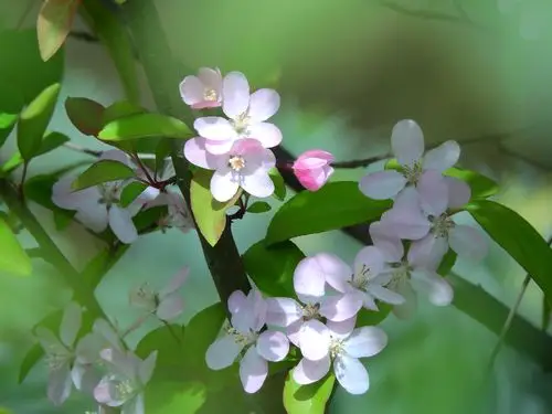 【甄倪摄影】海棠花开