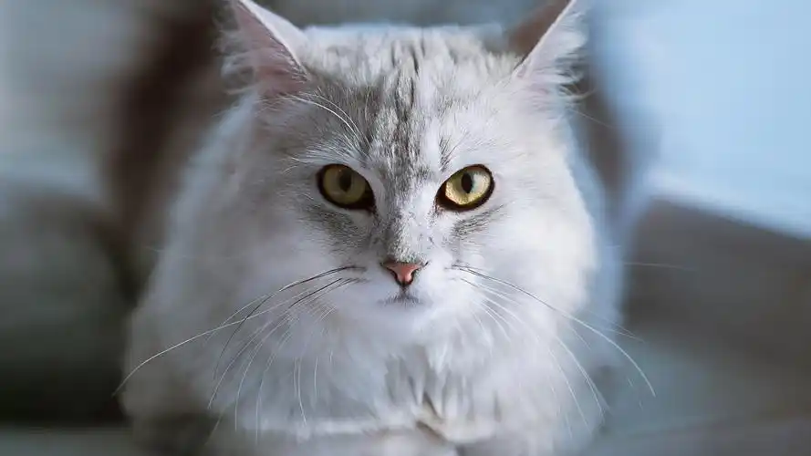 可爱搞怪的猫咪,高清图片,电脑桌面-壁纸族