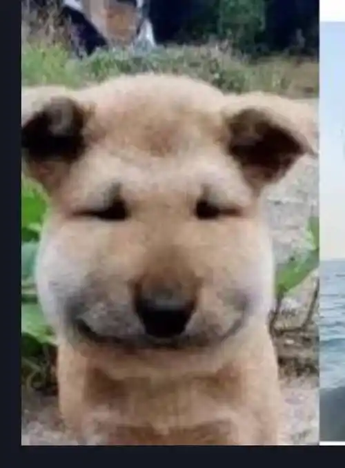 狗狗被蜜蜂蛰后肿成了包子脸满脸都是委屈小编没想到表情包居然成了