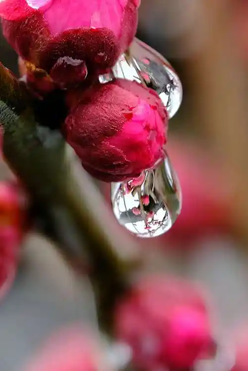 水珠宛若水晶球,清晰的映像出梅花的韵味.