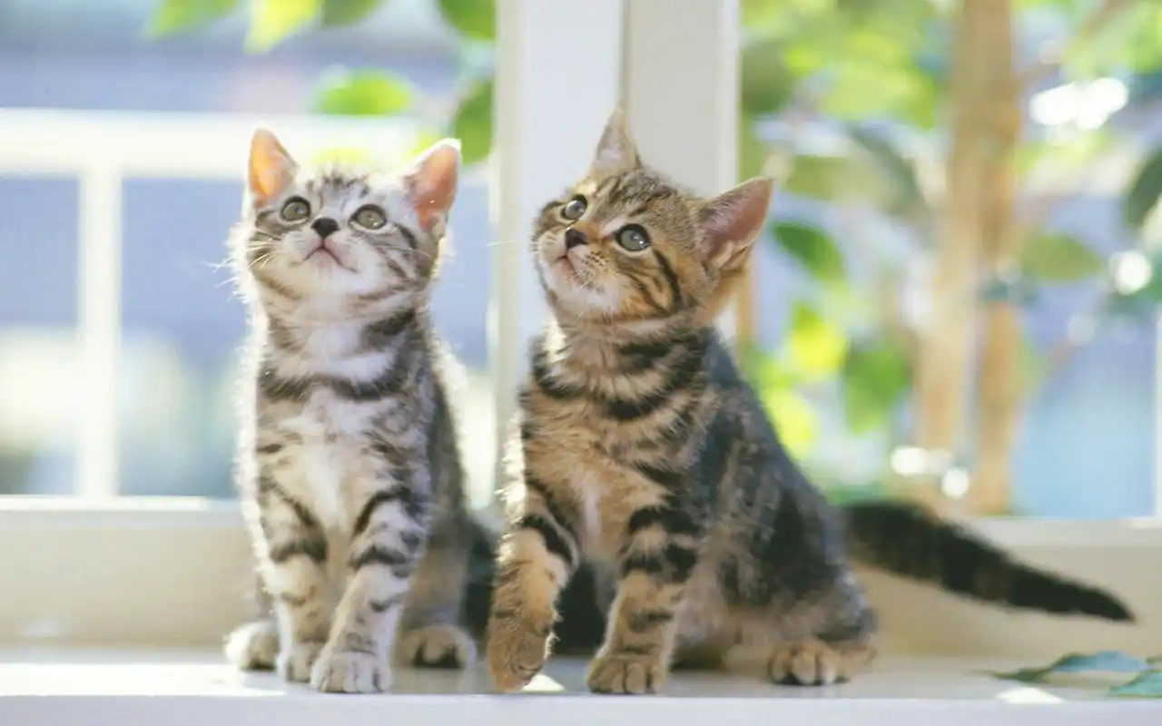 呆萌可爱双胞胎宠物图片桌面壁纸