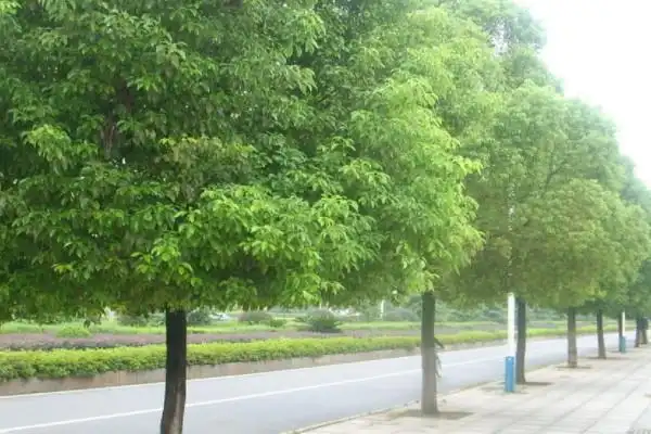 20种常见的行道树行道树常用树种
