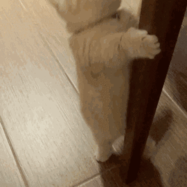 还记得这枚吃货猫吗?