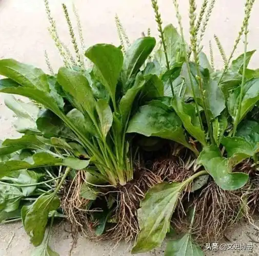 农村野地里既常见又熟悉的十种价值极高的中草药,你都认识吗?