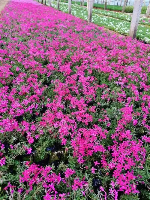 丛生福禄考的花期