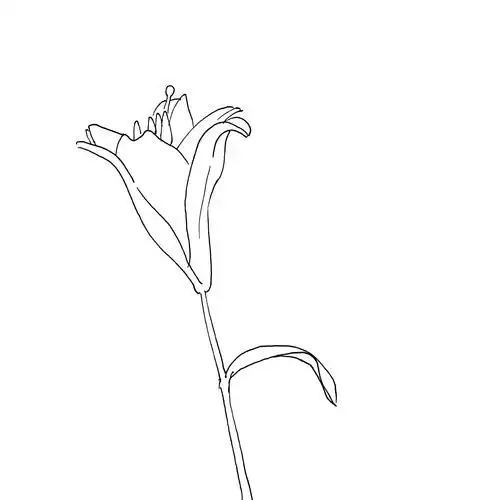 教程| 零基础手绘之百合花线稿