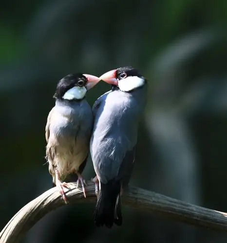 标题:树上的鸟儿成双对