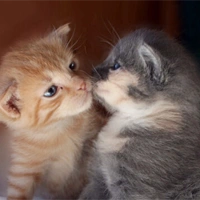 两只萌猫咪亲吻可爱qq头像图片