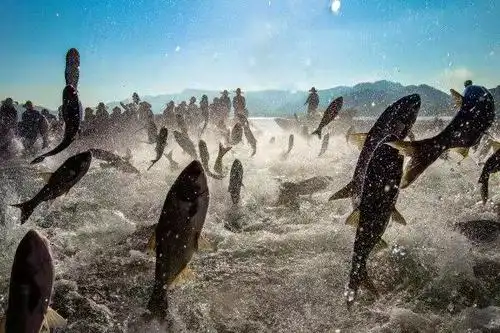 巨网捕鱼的壮观景象 . 拍友 汪敏 摄